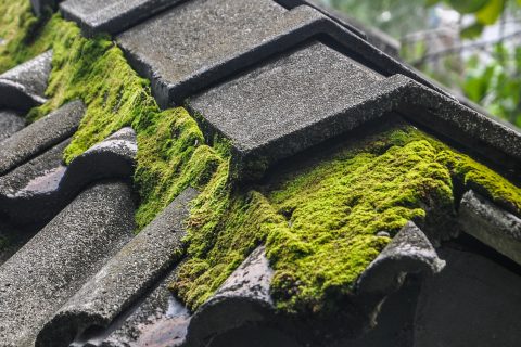 <strong>Roof Moss Removal in Weymouth</strong>